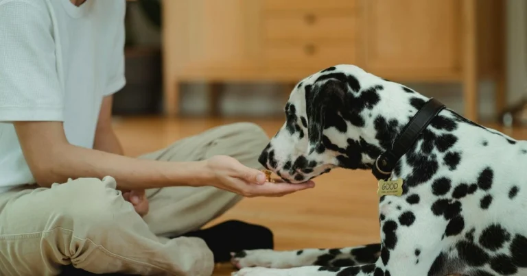 wild dog food
