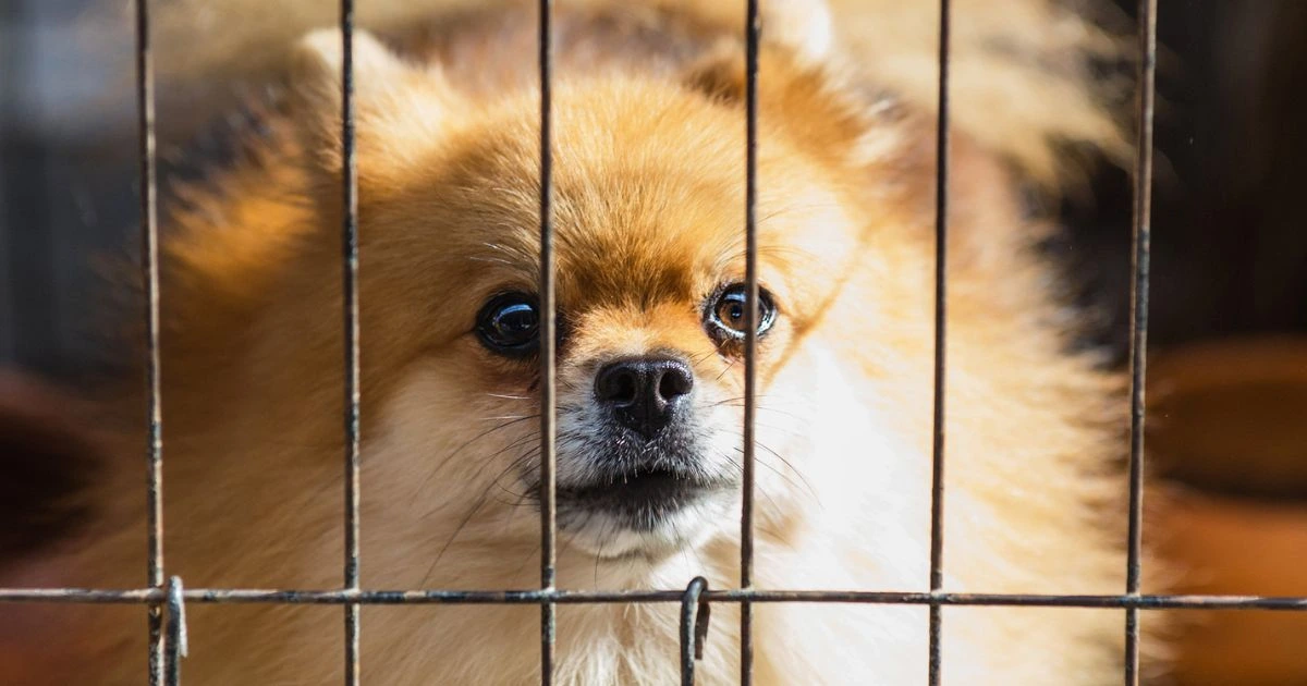 Kennel Training a Puppy: