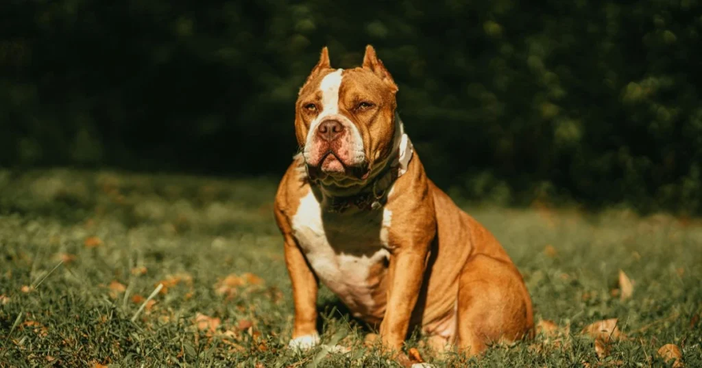 Best Dog Food for American Bully