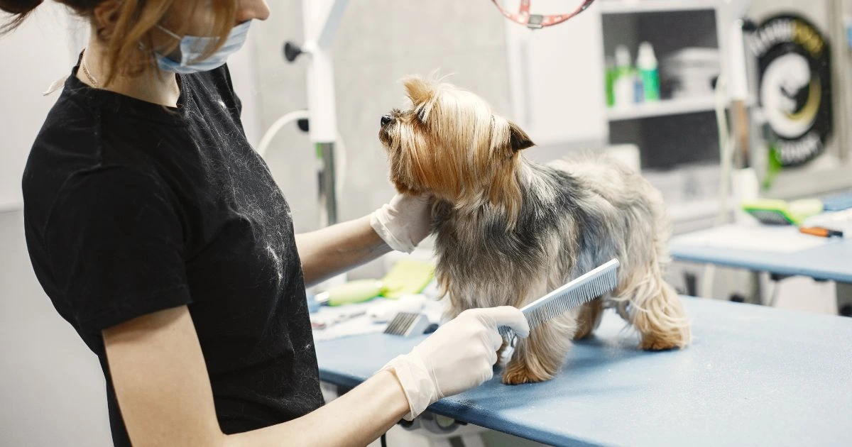 Dog Groomer