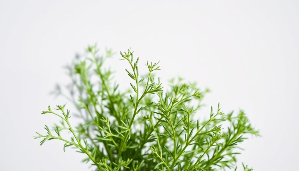Dill herb for dog nutrition